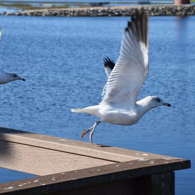 Kissimmee, FL