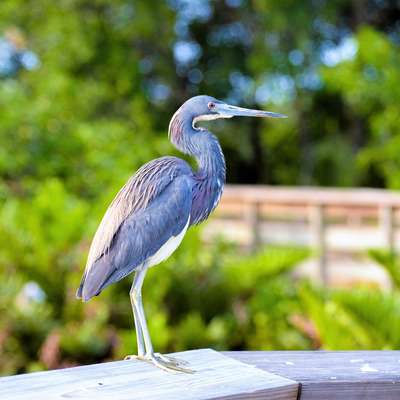 Florida