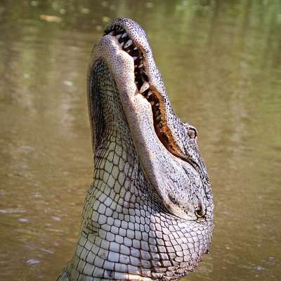 Louisiana