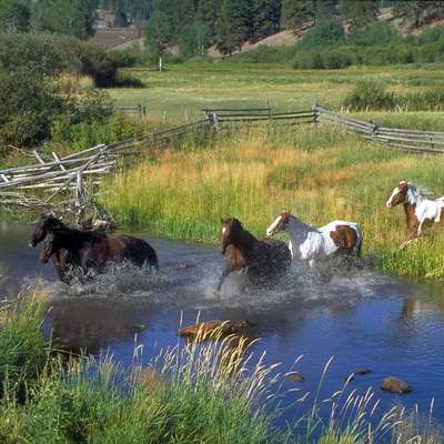 Montana